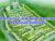 Palmarosa Property Owners Seller Data Leads in Arabian Ranches